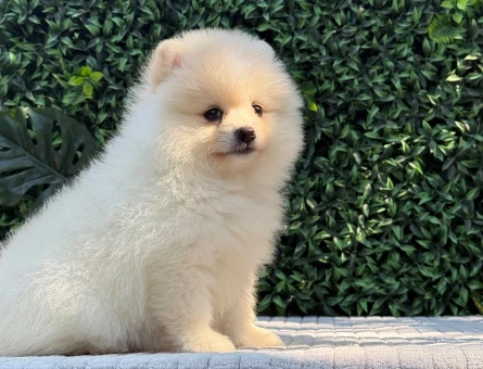 Göz Kamaştıran Teddy Face Pomeranian Boo | Ruhsatlı Üretim | Premium Kalite - 6192
