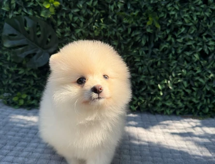 Göz Alıcı Teddy Face Pomeranian Boo | Ruhsatlı Üretim | Eşsiz Kalite - 6193