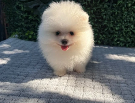 Hayallerinizi Süsleyecek Teddy Face Pomeranian Boo Yavrusu - 6194