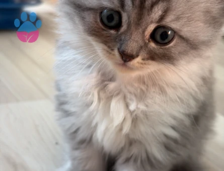 British Longhair Bebekler