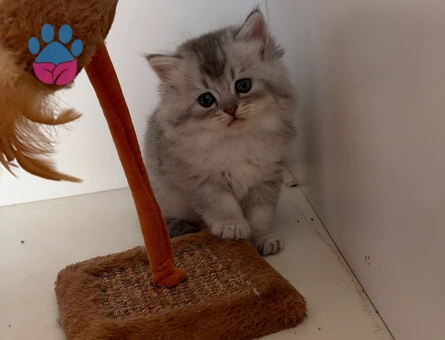 British Longhair Bebekler