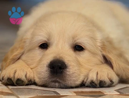 BABY FACE GOLDEN BEBEKLERİMİZ - 6199