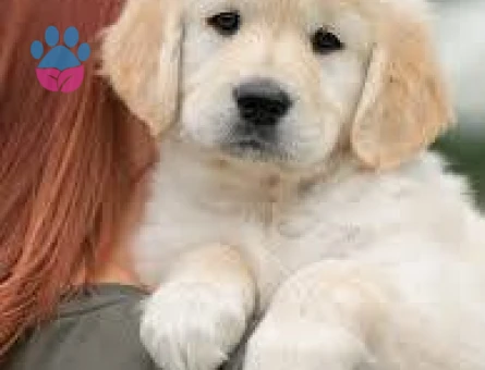 BABY FACE GOLDEN BEBEKLERİMİZ