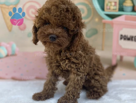 PREMİUM TOY POODLE YAVRULARI - 6200