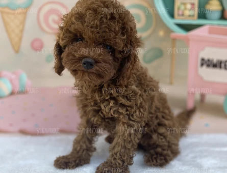 PREMİUM TOY POODLE YAVRULARI - 6200