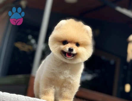 AYI SURAT ORANGE POMERANIAN BOO | RUHSATLI ÜRETİM ÇİFTLİĞİ