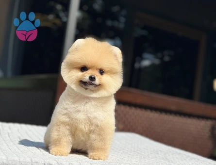 AYI SURAT ORANGE POMERANIAN BOO | RUHSATLI ÜRETİM ÇİFTLİĞİ - 6202