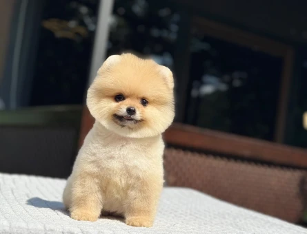 AYI SURAT ORANGE POMERANIAN BOO | RUHSATLI ÜRETİM ÇİFTLİĞİ - 6202