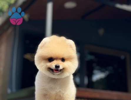 AYI SURAT ORANGE POMERANIAN BOO | RUHSATLI ÜRETİM ÇİFTLİĞİ