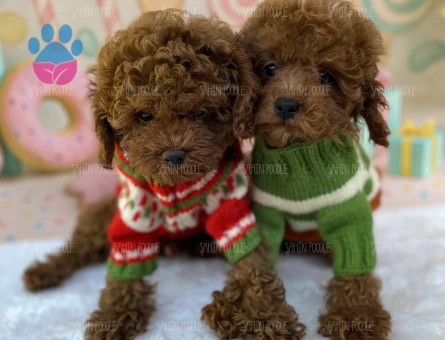SEVİMLİ TOY POODLE YAVRUSU - 6203