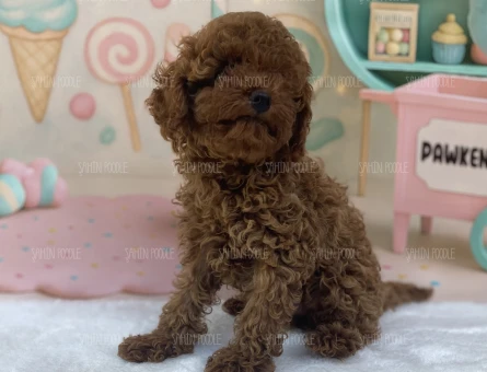 SAFKAN TOY POODLE YAVRU - 6205