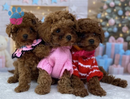TATLI VE SAĞLIKLI TOY POODLE YAVRULAR