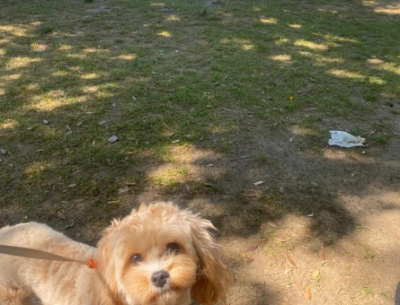 1 yaşında erkek maltipoo - 6211