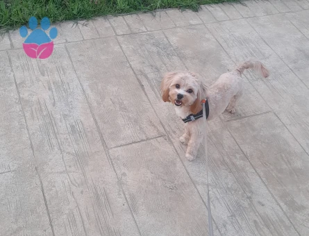 1 yaşında erkek maltipoo