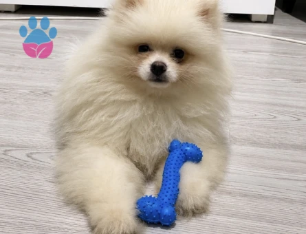 Pomeranian Boo 3 Aylık Yuva Arıyor - 6212