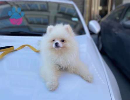 Pomeranian Boo 3 Aylık Yuva Arıyor