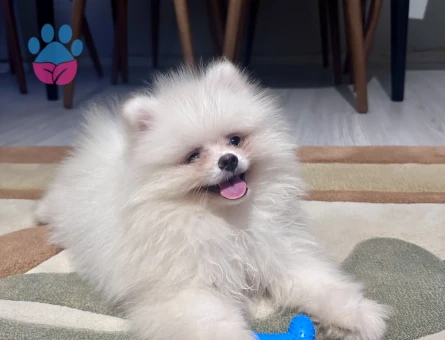 Pomeranian Boo 3 Aylık Yuva Arıyor