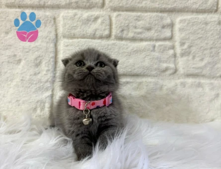 Scottish Fold Dİşi 2 Aylık