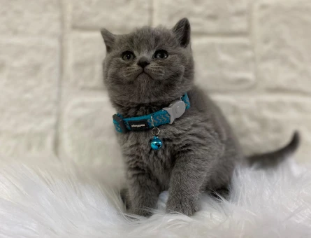 British Shorthair Erkek 2 Aylık