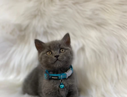 British Shorthair 2 Aylık Erkek