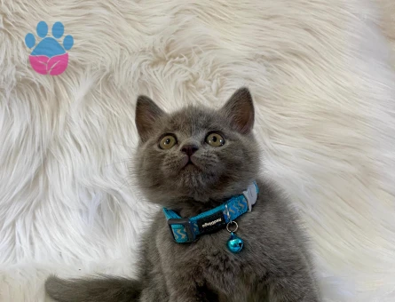 British Shorthair 2 Aylık Erkek