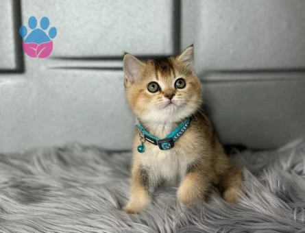 British Shorthair NY25 Erkek