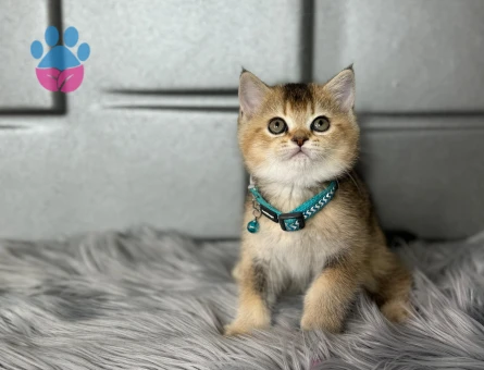 British Shorthair NY25 Erkek