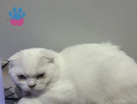 Scotish Fold Dişi ve Erkek 3 Aylık