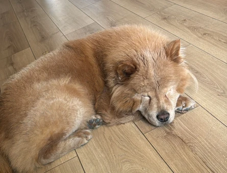 Chow Chow Dişi Uysal - 7564
