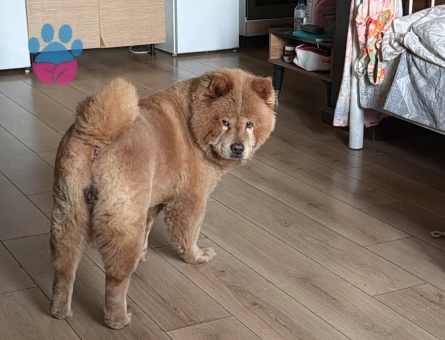 Chow Chow Dişi Uysal - 7564 - Görsel 3