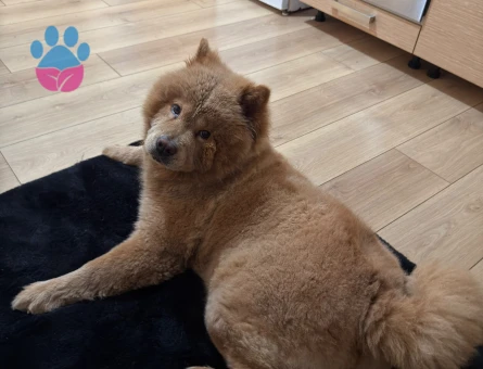 Chow Chow Dişi Uysal - 7564 - Görsel 4