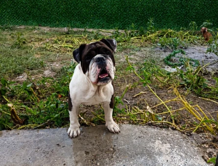 UYGUNA VERİLECEK EGZOTİK İNGİLİZ BULLDOG - 7568