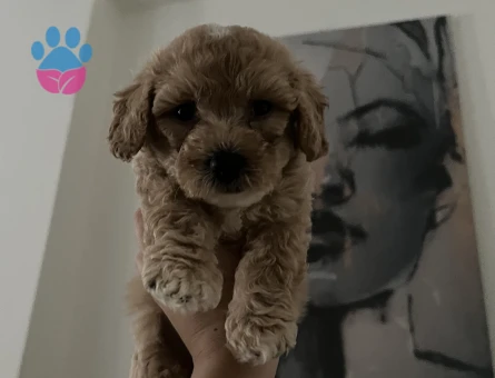 Yavru Toy Poodle - 7572 - Görsel 2