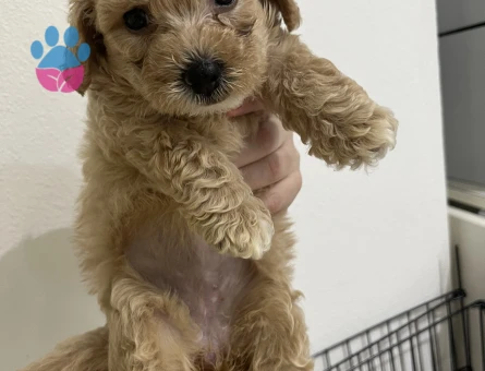 Yavru Toy Poodle - 7572 - Görsel 3