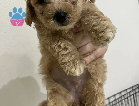 Yavru Toy Poodle - 7572 - Görsel 4