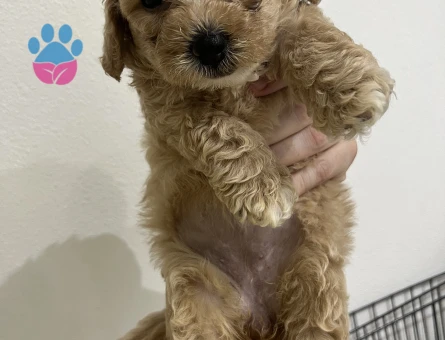 Yavru Toy Poodle - 7572 - Görsel 5