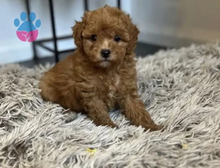 VETERİNER KLİNİĞİNDE TESLİM ÜST KALİTE MALTİPOO BEBEKLER - 7574
