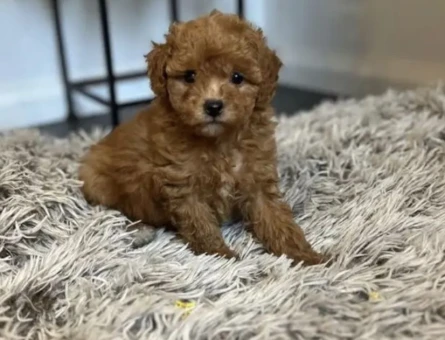 VETERİNER KLİNİĞİNDE TESLİM ÜST KALİTE MALTİPOO BEBEKLER - 7574
