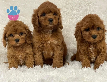 VETERİNER KLİNİĞİNDE TESLİM ÜST KALİTE MALTİPOO BEBEKLER - 7574 - Görsel 3