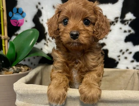 VETERİNER KLİNİĞİNDE TESLİM ÜST KALİTE MALTİPOO BEBEKLER - 7574 - Görsel 5