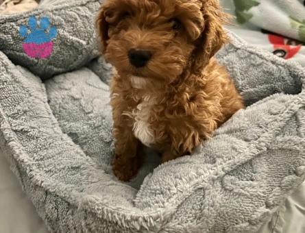 VETERİNER KLİNİĞİNDE TESLİM ÜST KALİTE MALTİPOO BEBEKLER - 7574 - Görsel 4