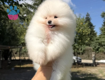 ÜST DÜZEY SHOW KALİTE DİŞİ ERKEK POMERANİAN BOO BEBEKLER EN İYİSİNİ İSTEYENLERE - 7575
