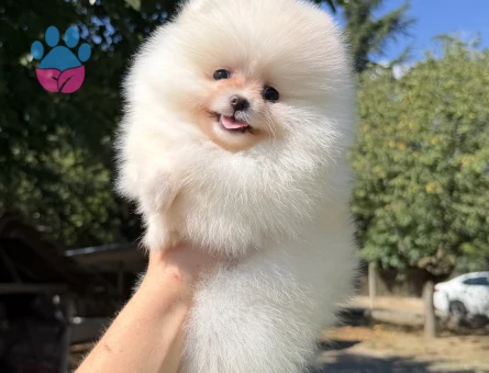 ÜST DÜZEY SHOW KALİTE DİŞİ ERKEK POMERANİAN BOO BEBEKLER EN İYİSİNİ İSTEYENLERE - 7575 - Görsel 3