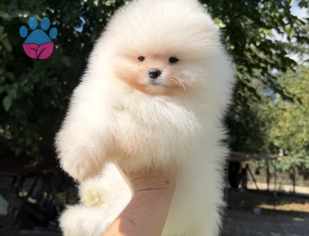 ÜST DÜZEY SHOW KALİTE DİŞİ ERKEK POMERANİAN BOO BEBEKLER EN İYİSİNİ İSTEYENLERE - 7575 - Görsel 4