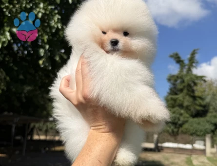 ÜST DÜZEY SHOW KALİTE DİŞİ ERKEK POMERANİAN BOO BEBEKLER EN İYİSİNİ İSTEYENLERE - 7575 - Görsel 5