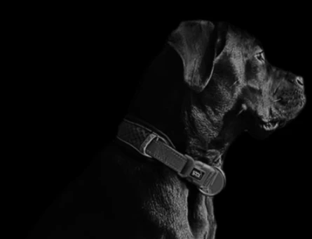 Cane corso sahiplendiriyorum - 7577