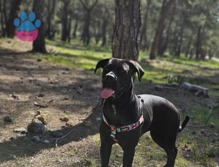 Cane corso sahiplendiriyorum - 7577 - Görsel 3