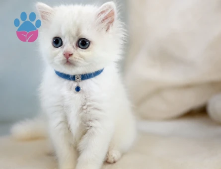 British Longhair Bembeyaz Pembe Burun Yavrumuz - 7578
