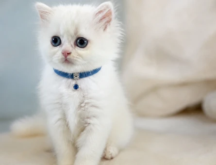 British Longhair Bembeyaz Pembe Burun Yavrumuz - 7578