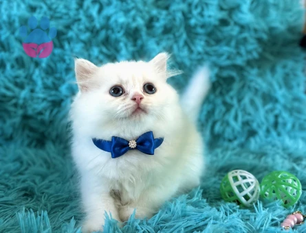 Mavi Bakışlı Kar Tanesi: Beyaz British Longhair - 7579 - Görsel 3